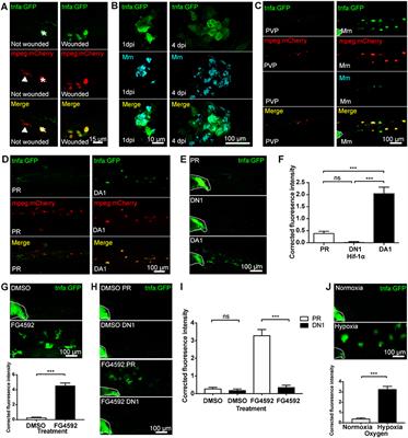 Hypoxia Induces Macrophage tnfa Expression via Cyclooxygenase and Prostaglandin E2 in vivo
